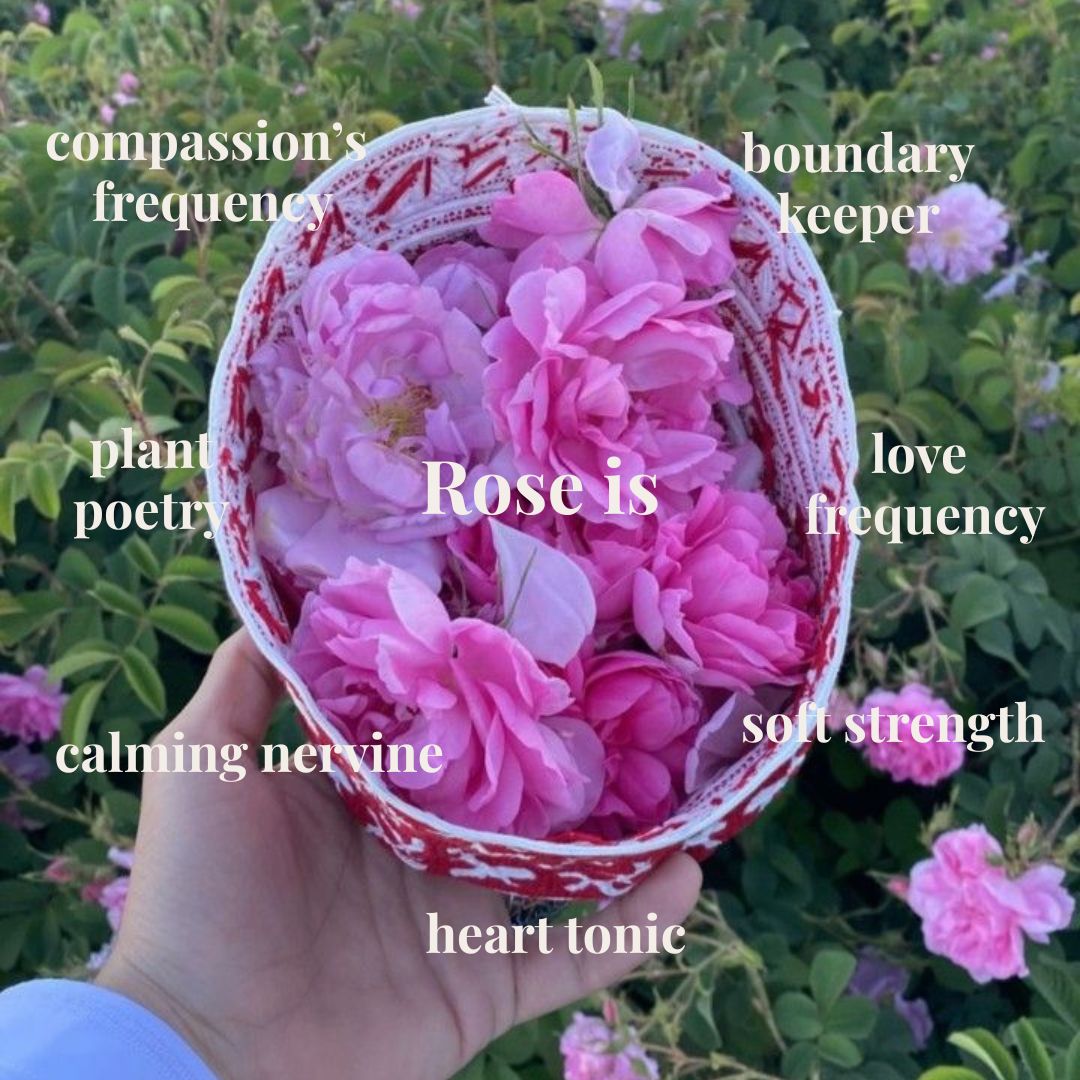 Wild Rose in bloom – a traditional herbal remedy used to nourish the heart, uplift the spirit, and support emotional healing.