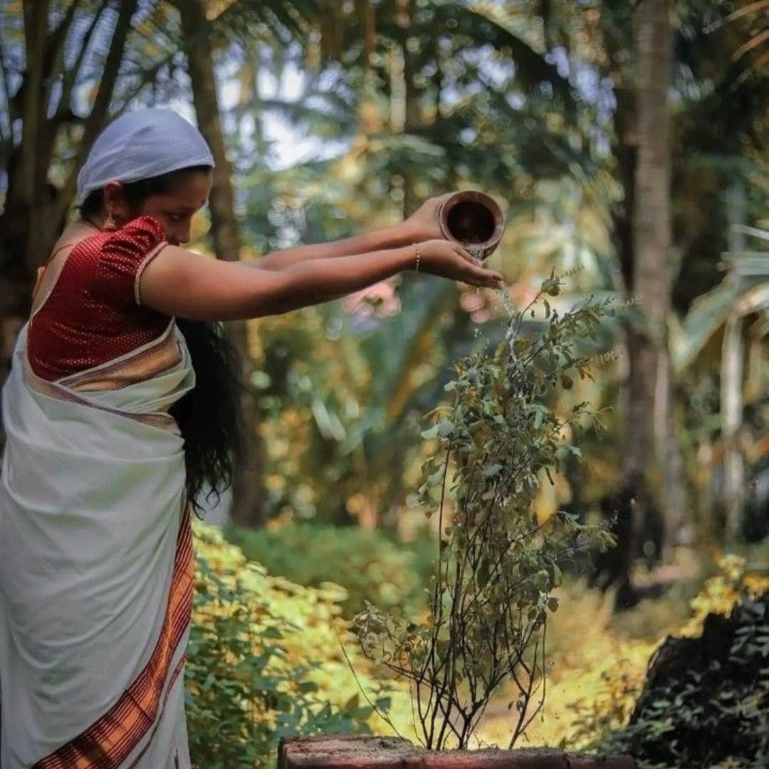 Holy Basil – a sacred adaptogenic herb traditionally used to support the mind, body, and spirit in times of stress and transformation.