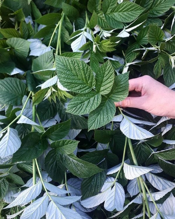 Herbs for Womb