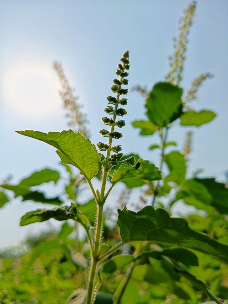 Holy Basil