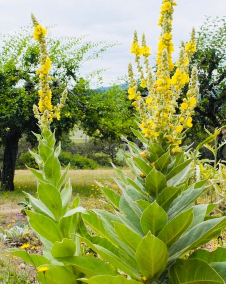 Mullein