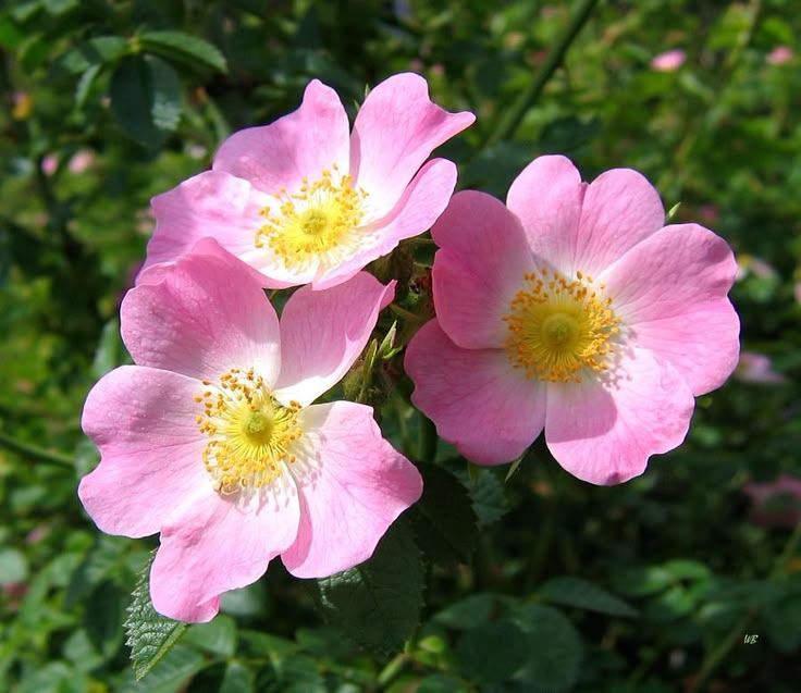 Wild Rose