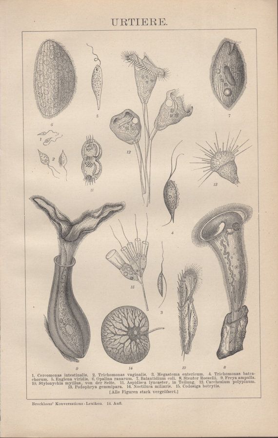 Parasites