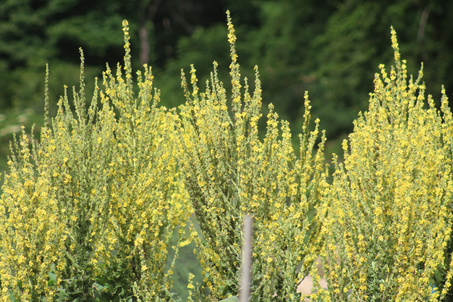 Mullein