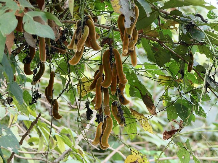 Mucuna pruriens