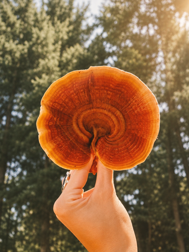 Adaptogenic Mushrooms from Wise Earth Botanicals