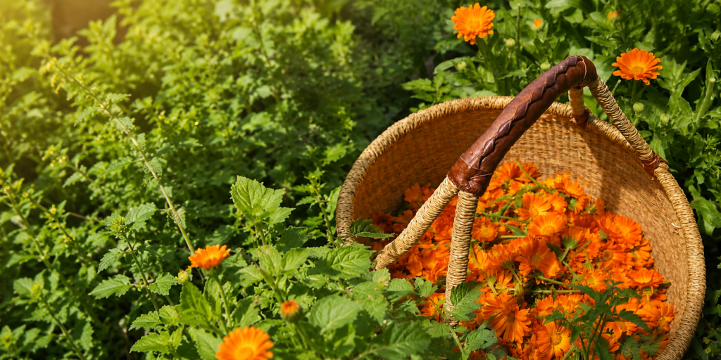 Healthy Skin Herbs