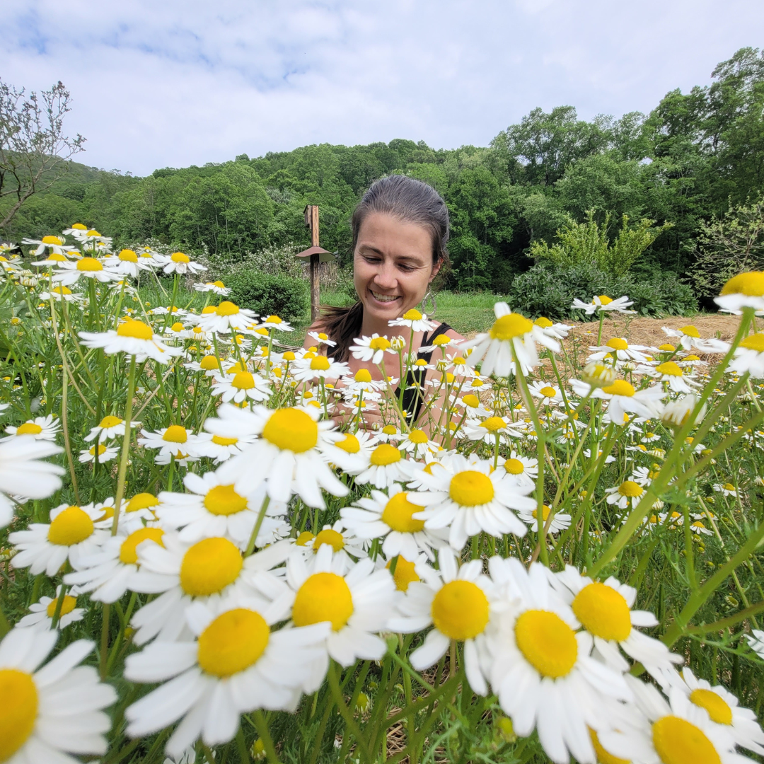 Chamomile